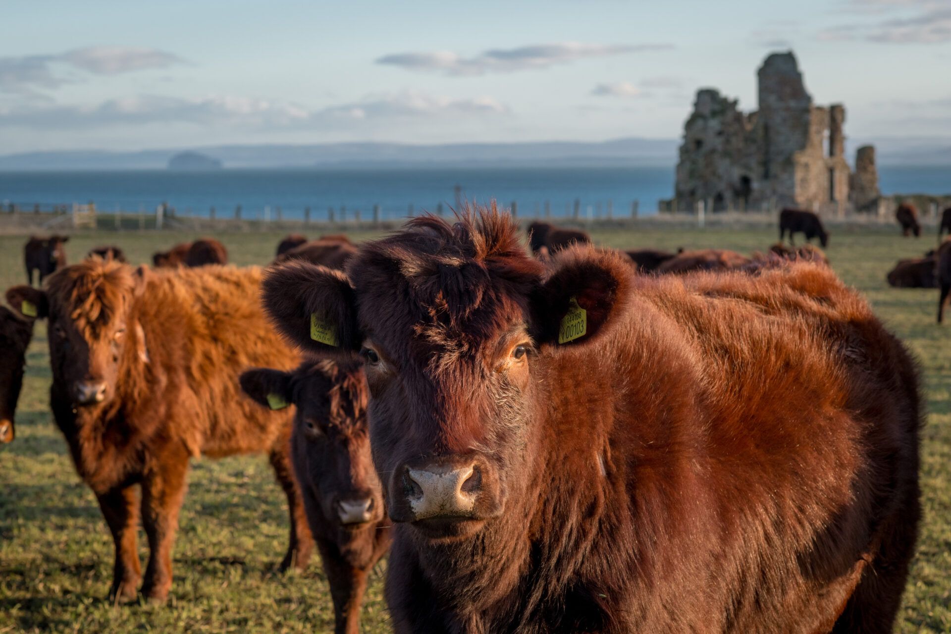 Lincoln Red cattle grazing on the Balcaskie Estate, Fife